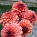 Dahlia Levi's Blue Smoke