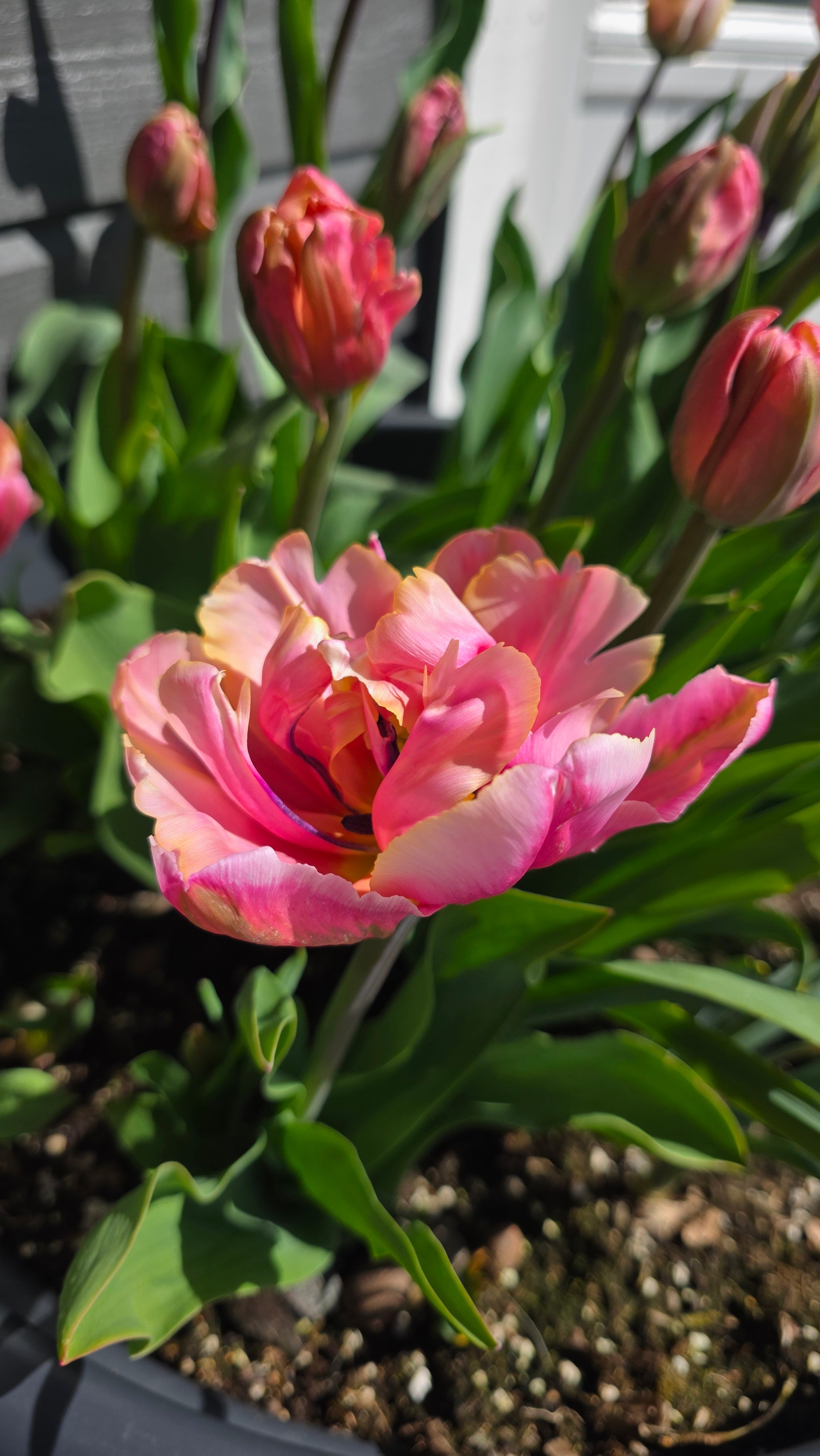 Tulipan Pink Star