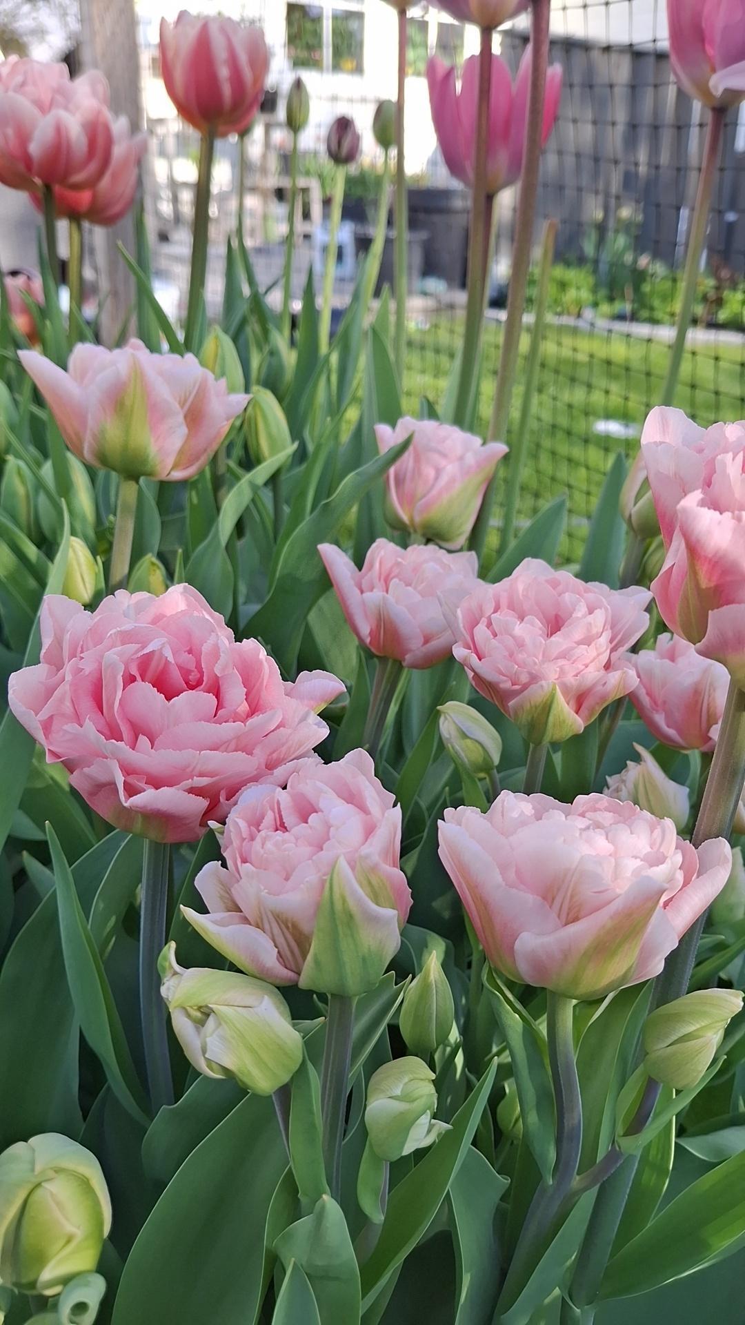 Tulipan Dreamer