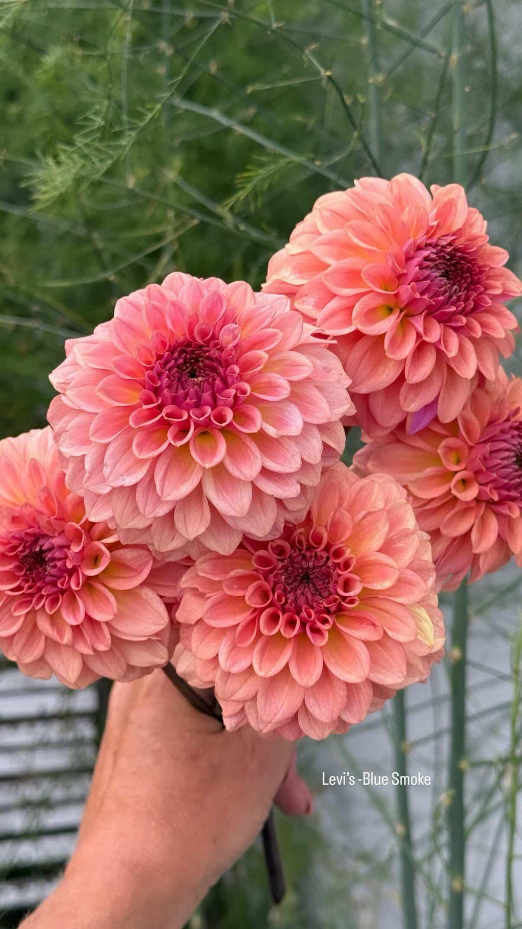 Dahlia Levi's Blue Smoke
