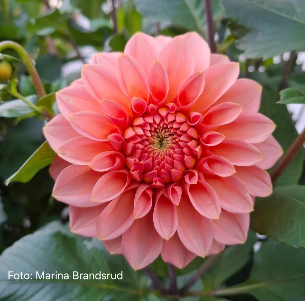 Dahlia KA’s® Guava