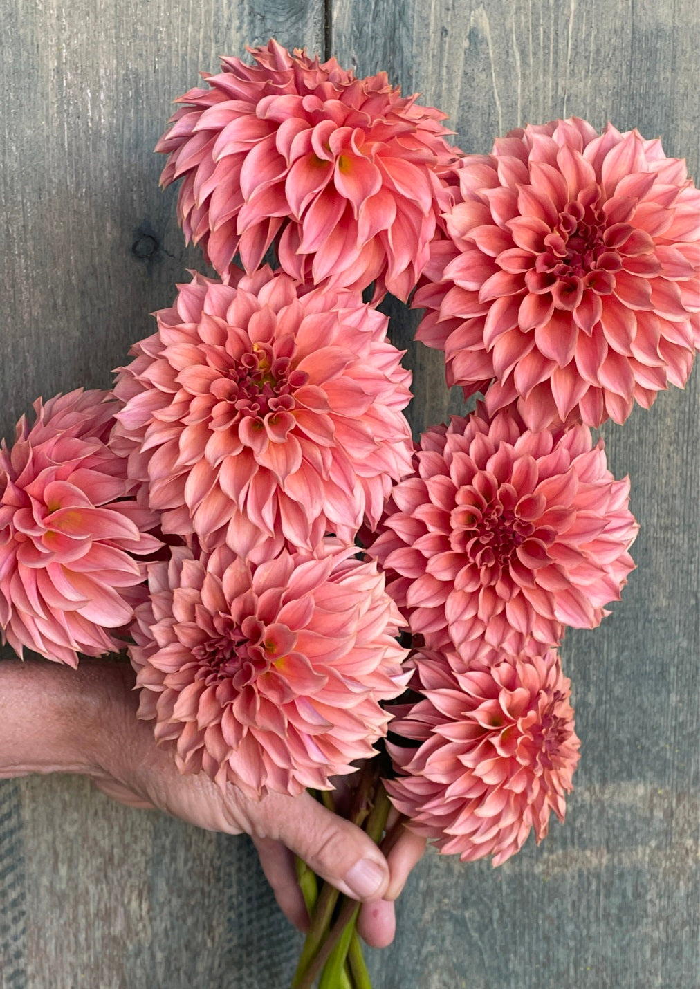 Dahlia KA’s® Coral Sea