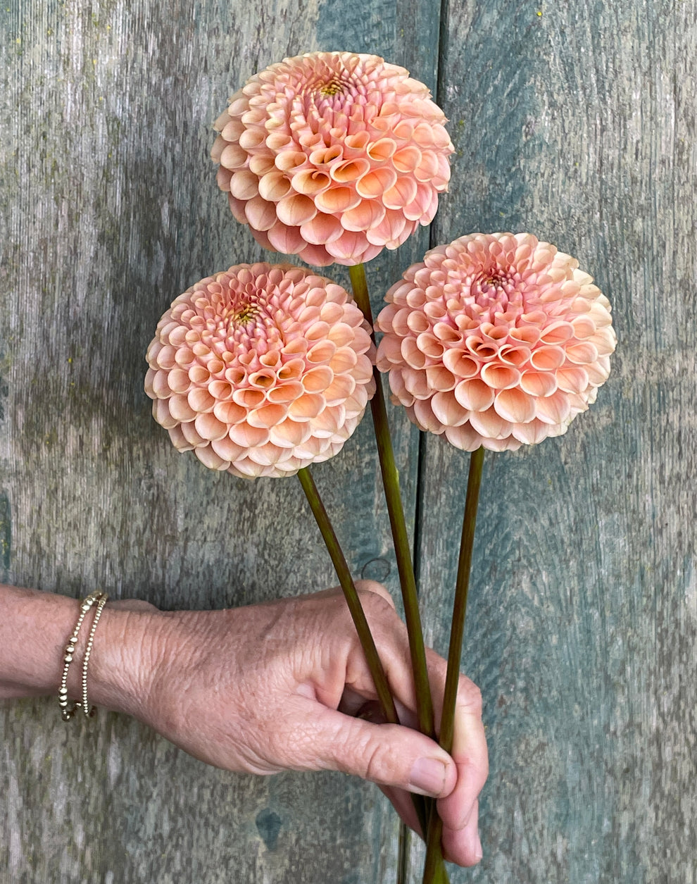 Dahlia KA's® Honeycomb