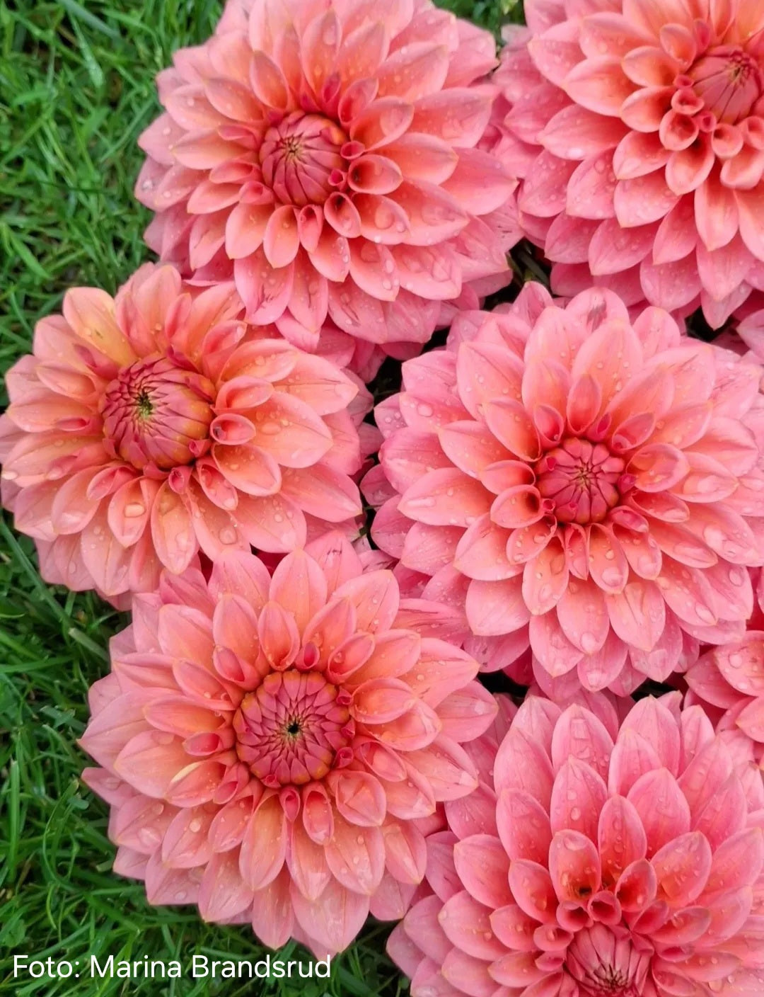 Dahlia KA’s® Guava