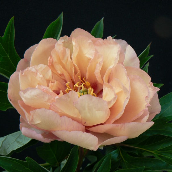 Staude - Paeonia Itoh Canary Brilliant