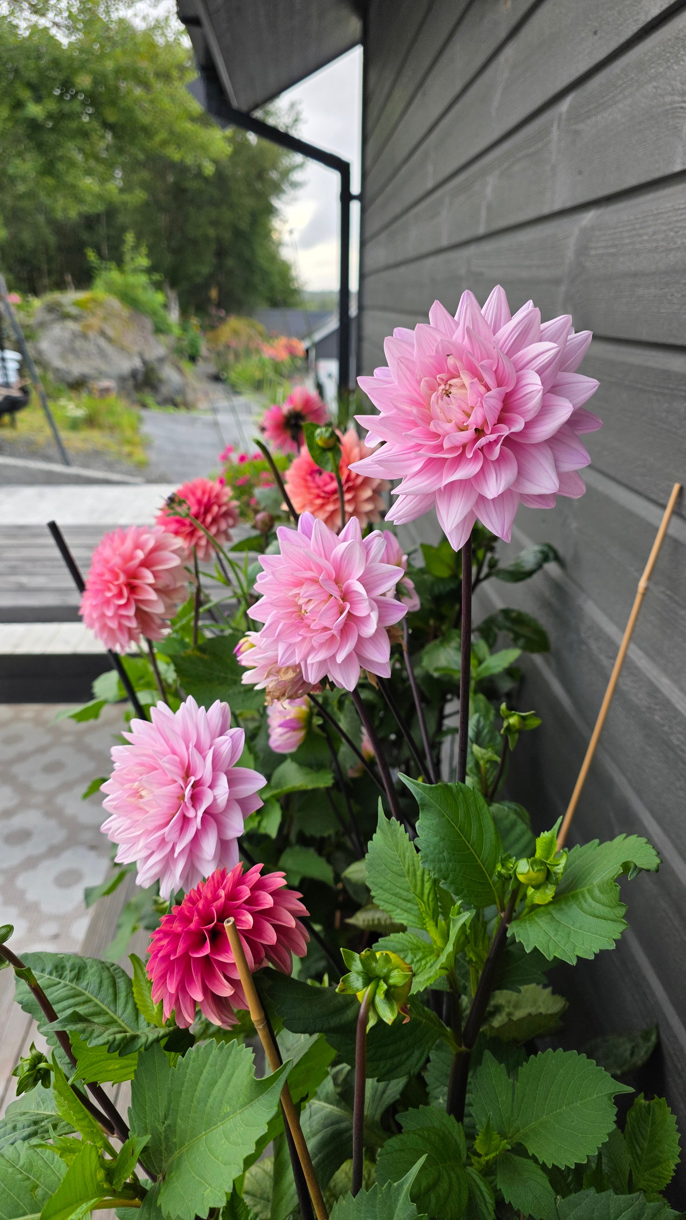 Dahlia Stikling Karma Prospero