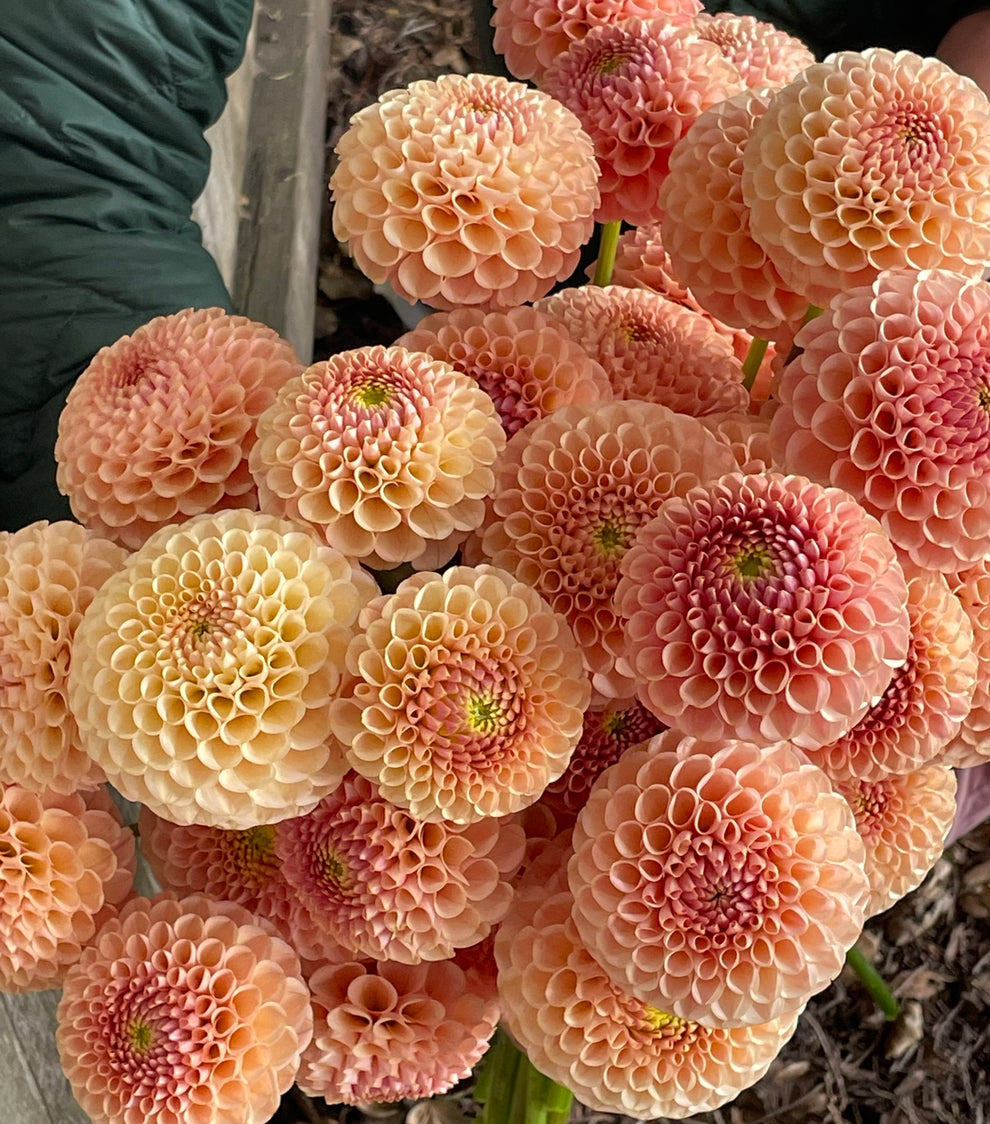 Dahlia KA's® Honeycomb