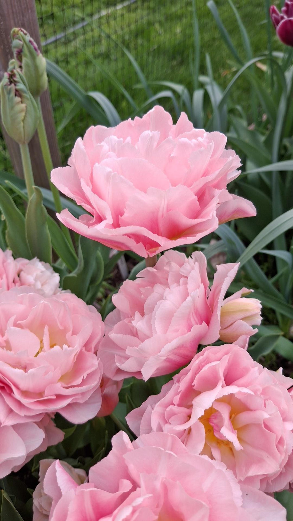 Tulipan Dreamer