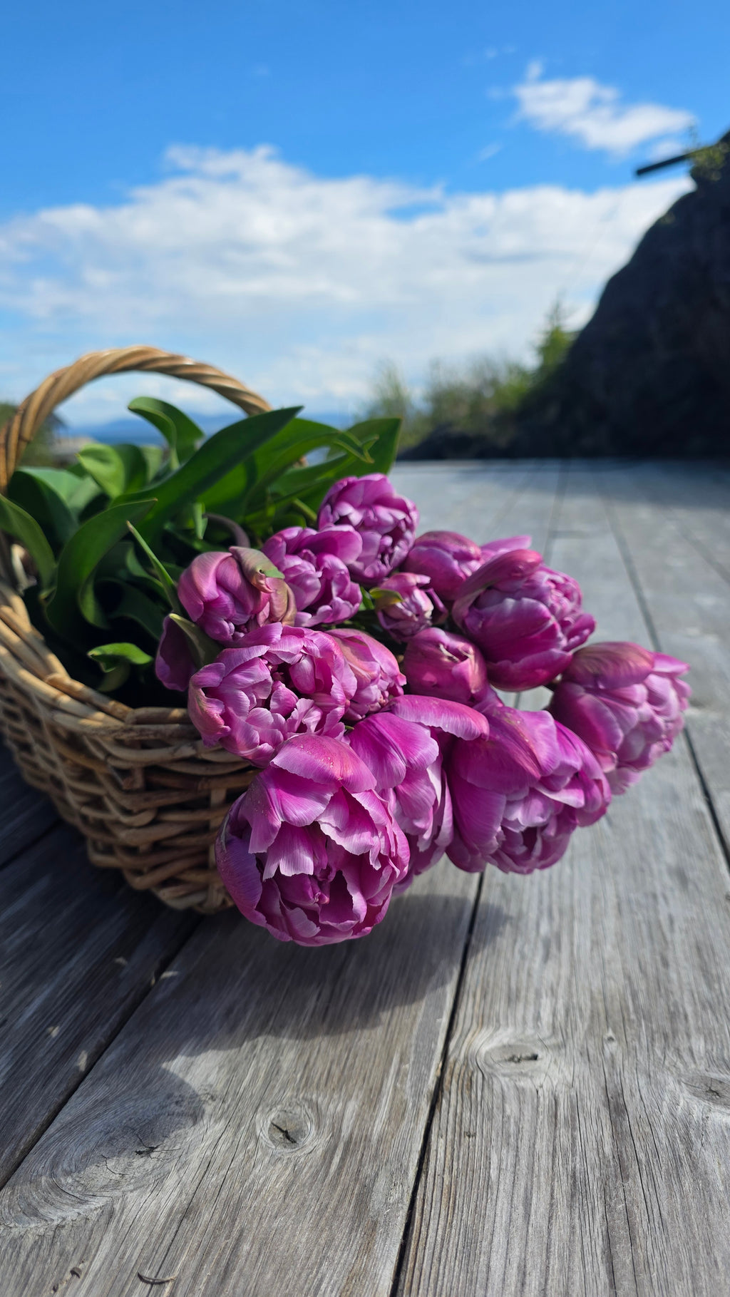 Tulipan Blue Diamond