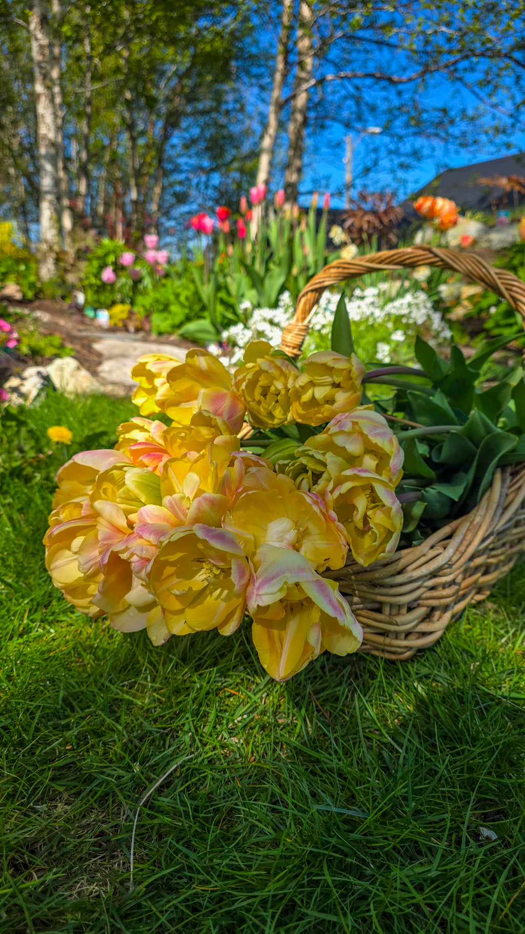 Tulipan Creme Upstar