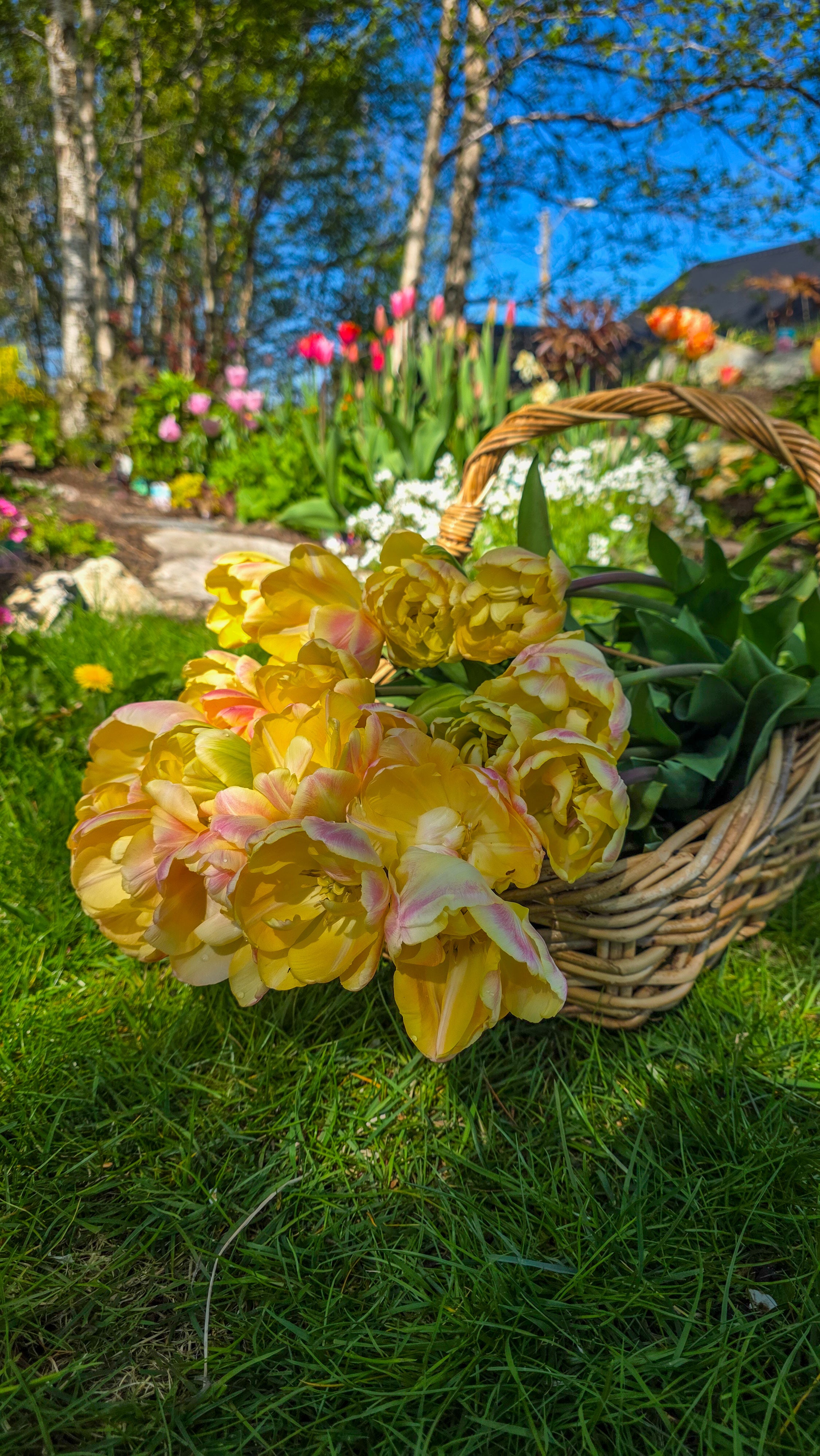Tulipan Creme Upstar