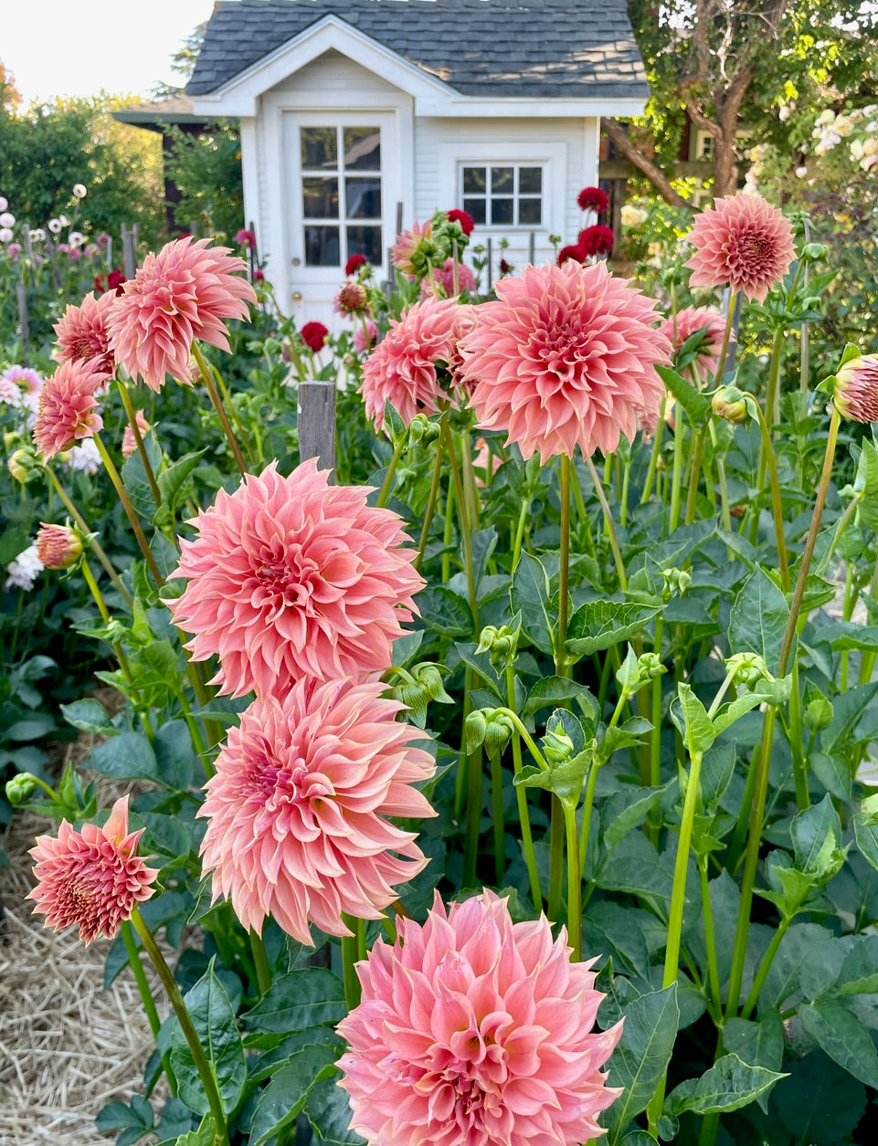 Dahlia KA’s® Coral Sea