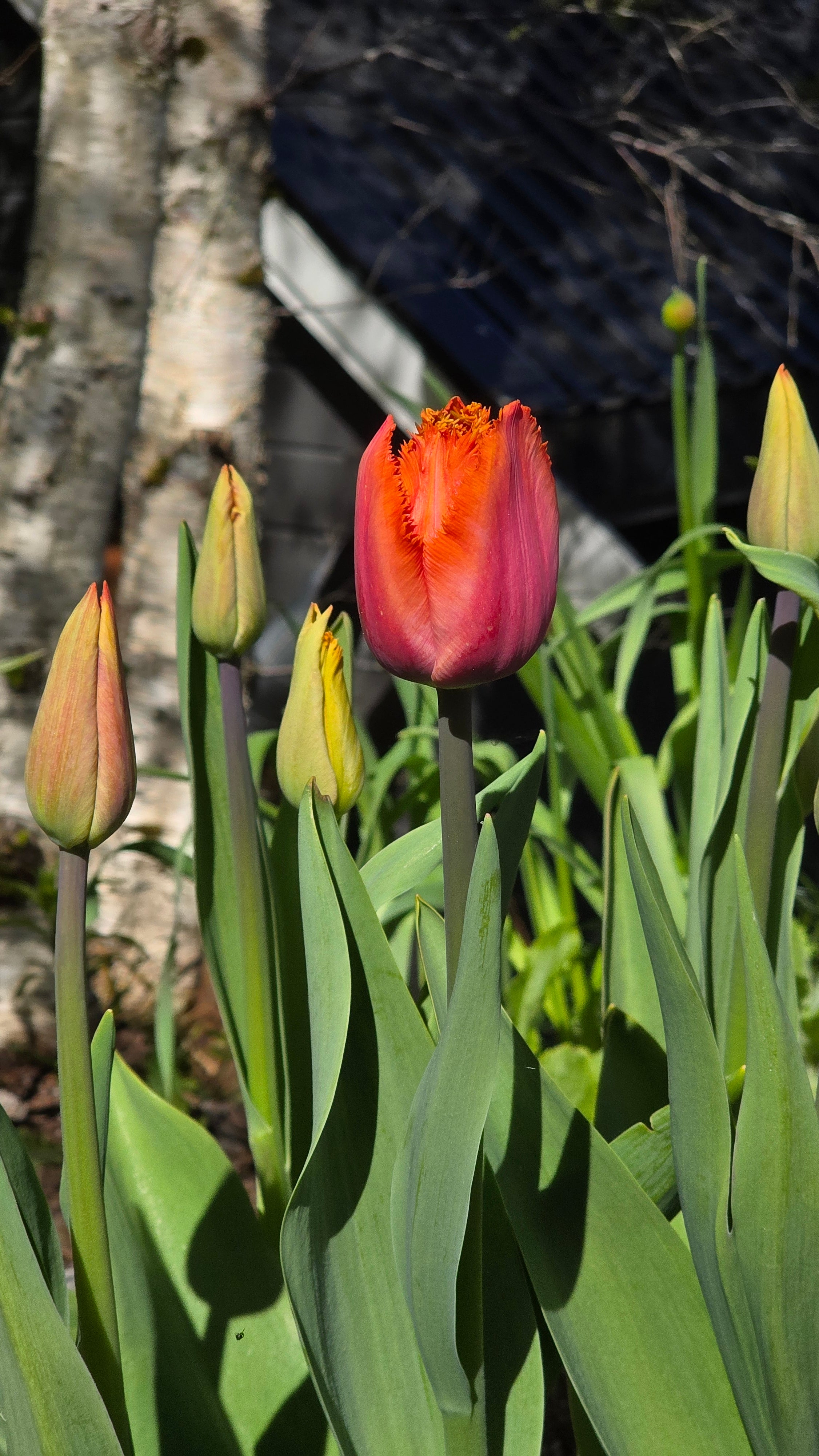 Tulipan Louvre Orange
