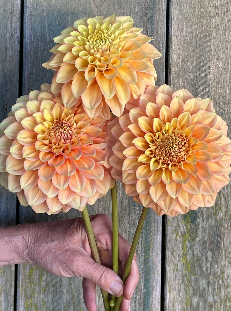 Dahlia KA's® Aloha