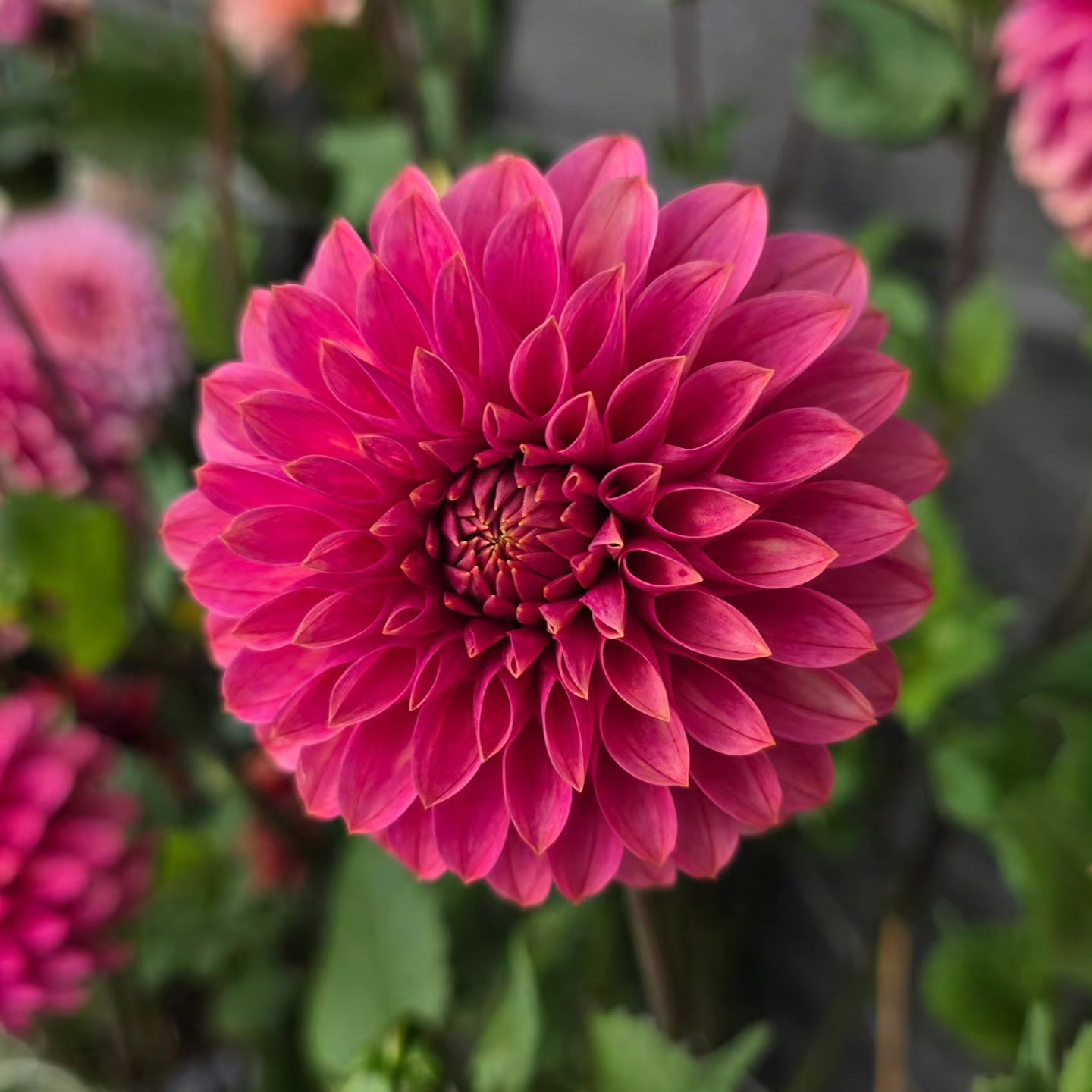 Dahlia KA's® Rosie Jo