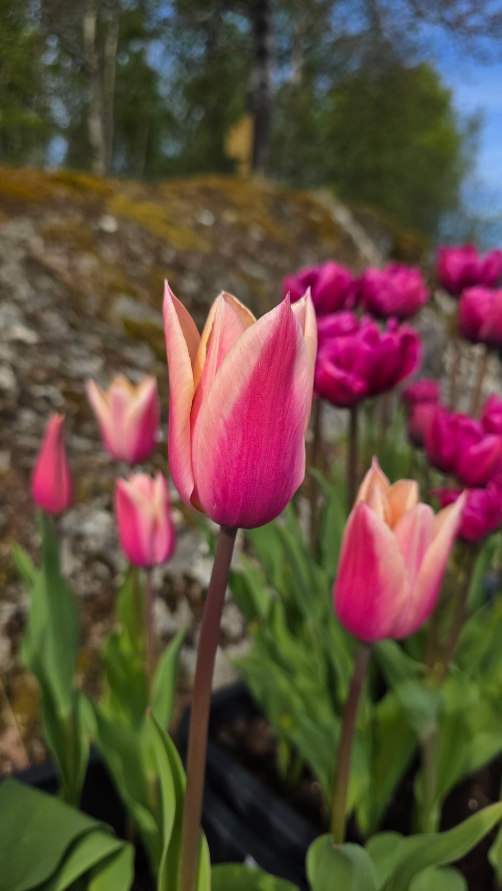Tulipan Sanne
