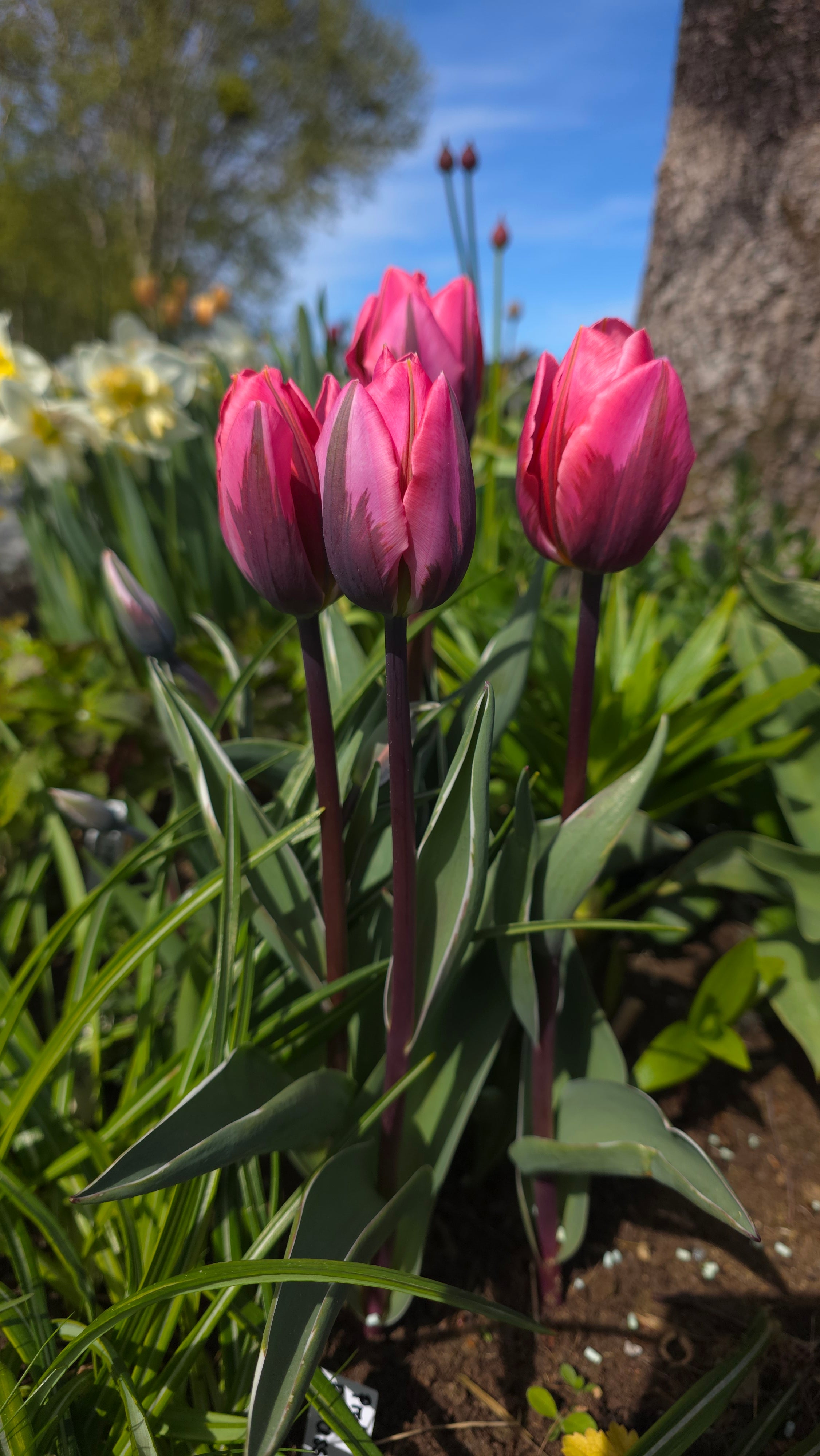 Tulipan Pretty Princess