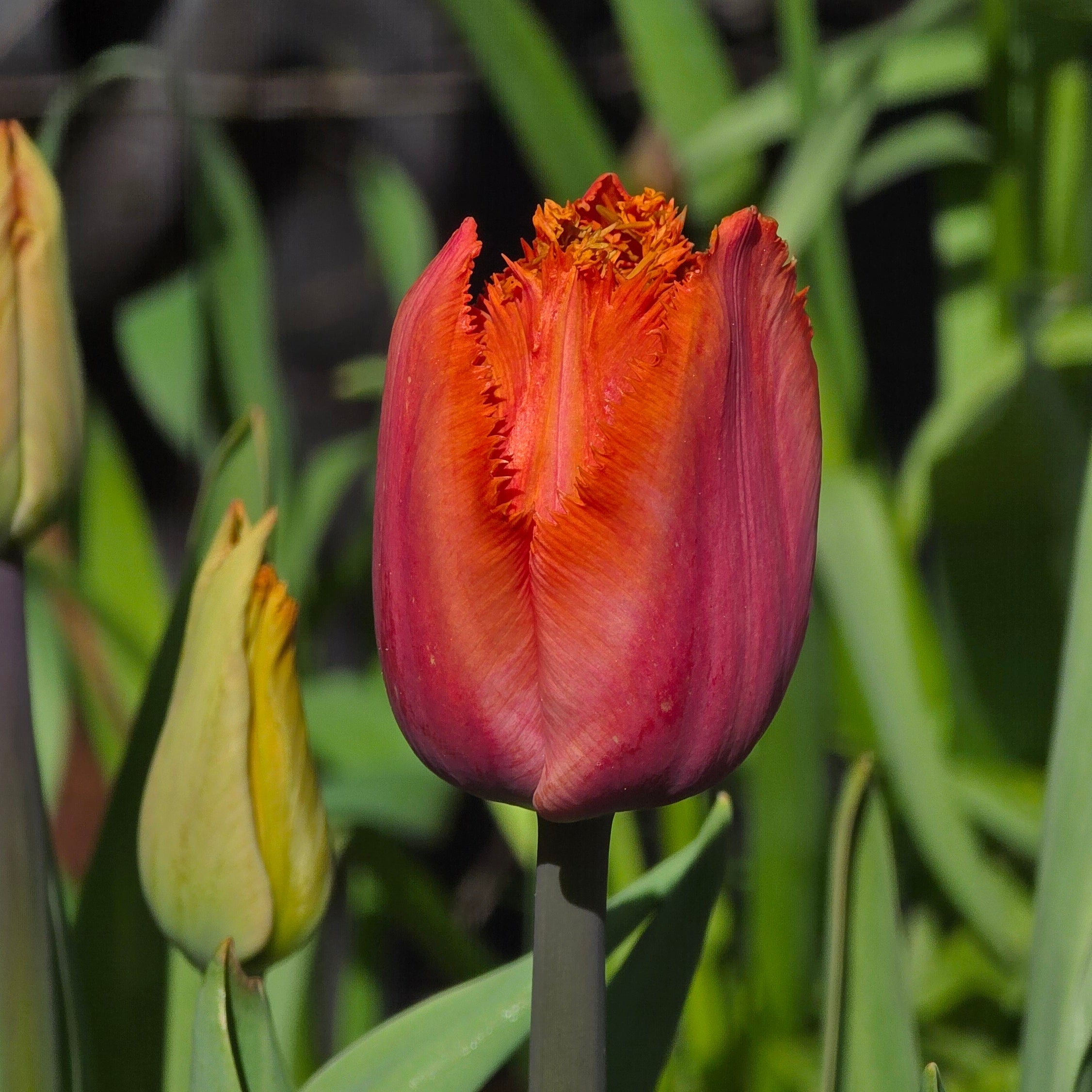 Tulipan Louvre Orange