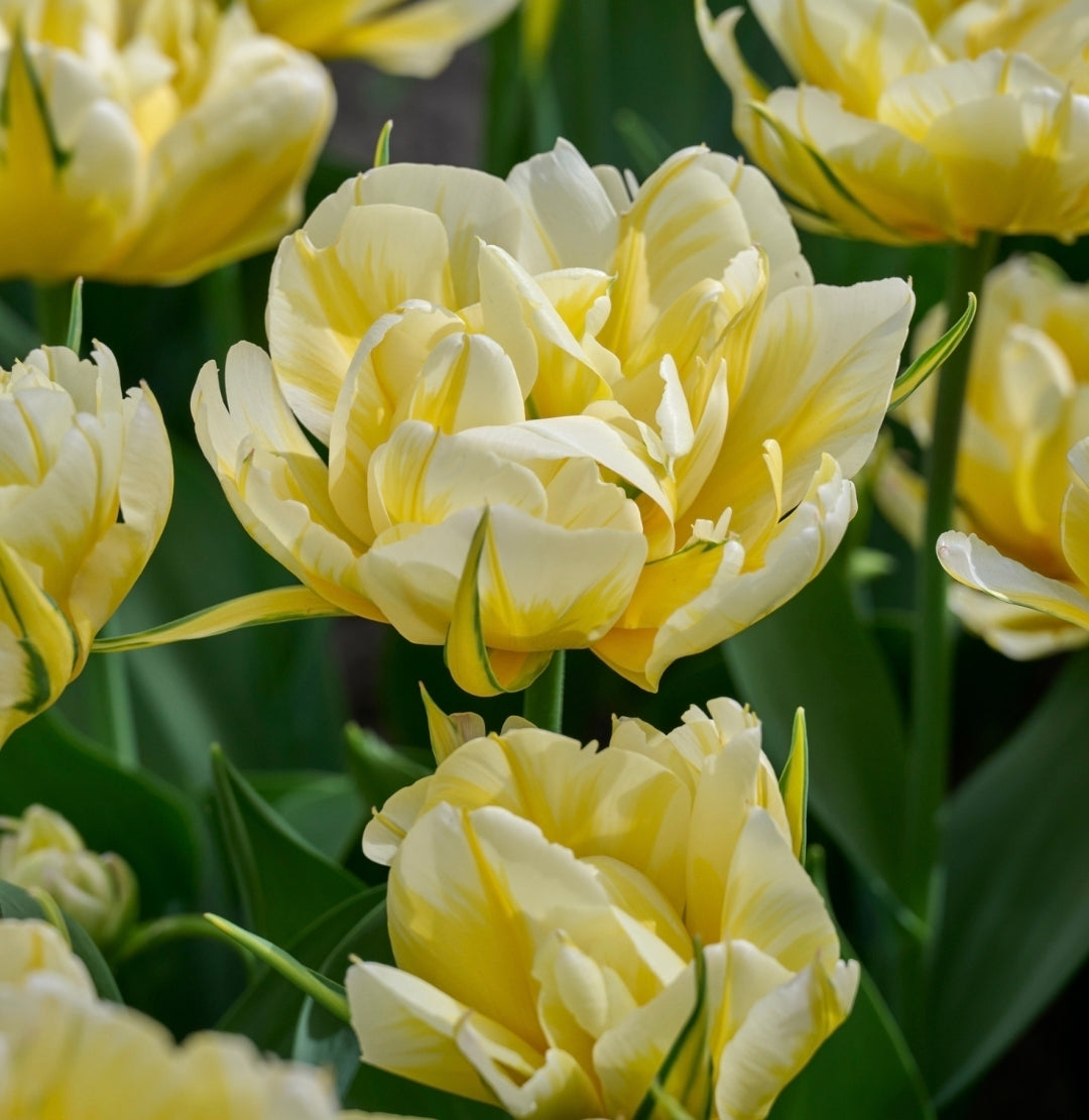 Tulipan Sweet Valley