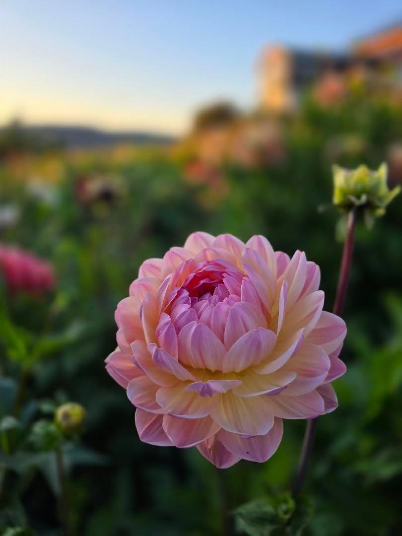 Dahlia Sandia Bliss