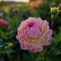 Dahlia Sandia Bliss