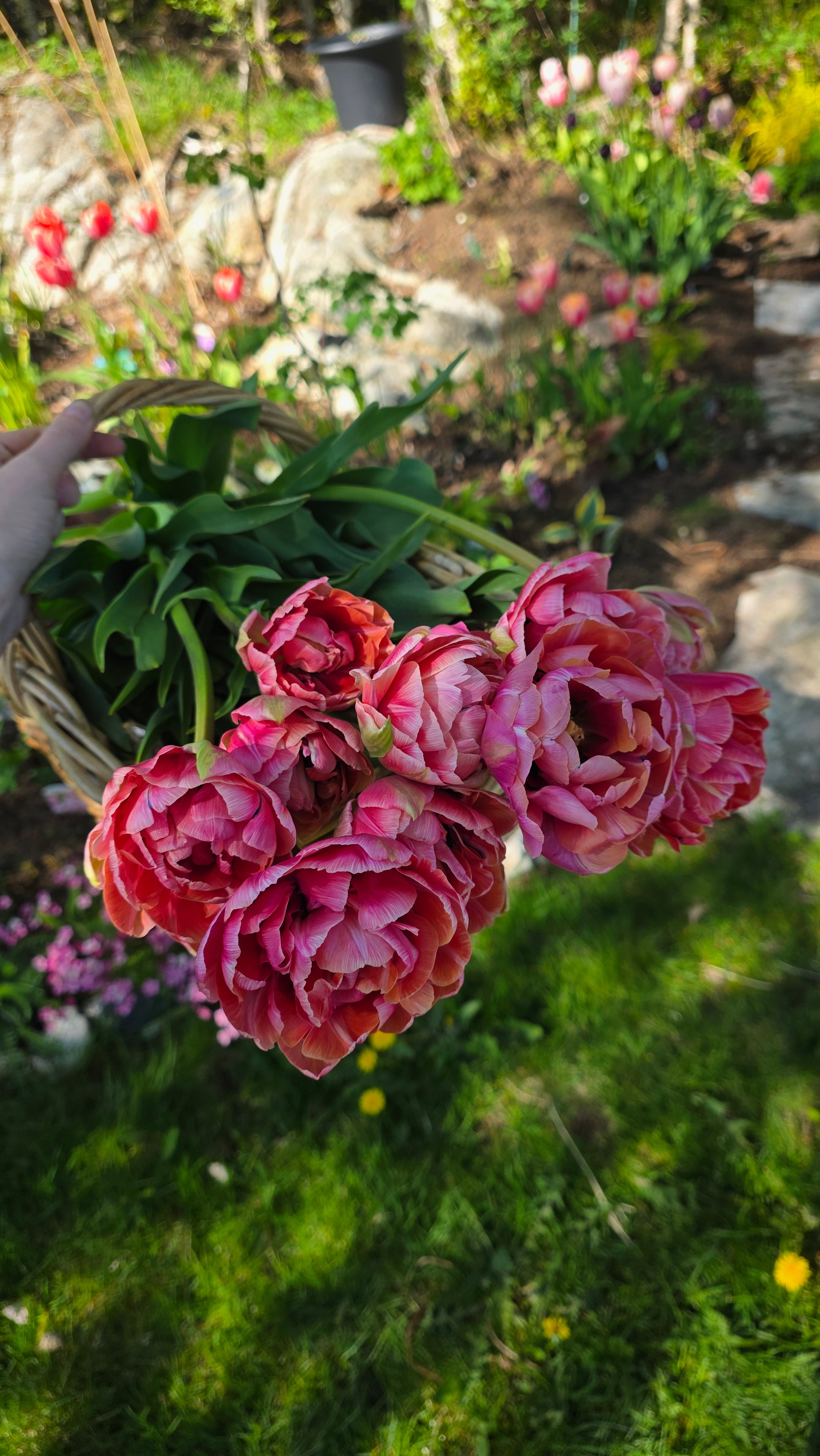 Tulipan Amazing Grace