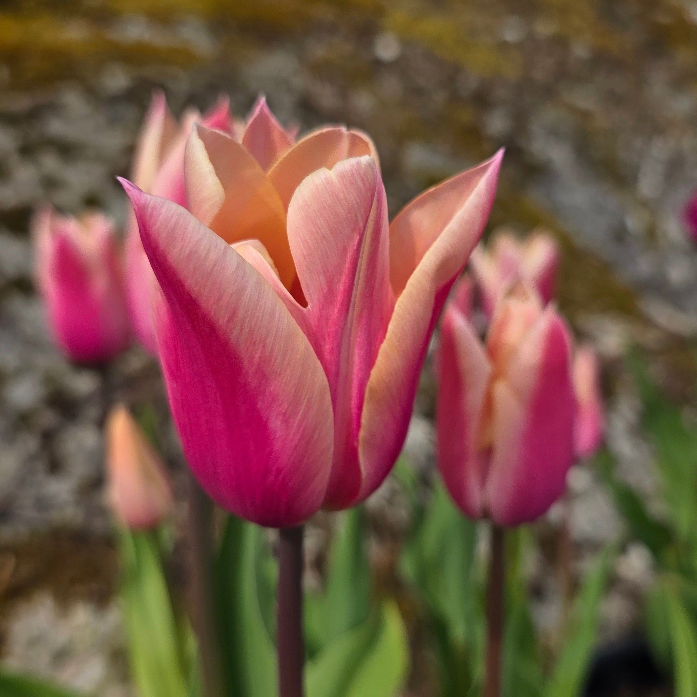 Tulipan Sanne