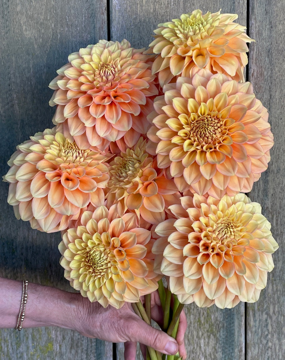 Dahlia KA's® Aloha