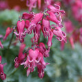 Staude - Dicentra Red Fountain