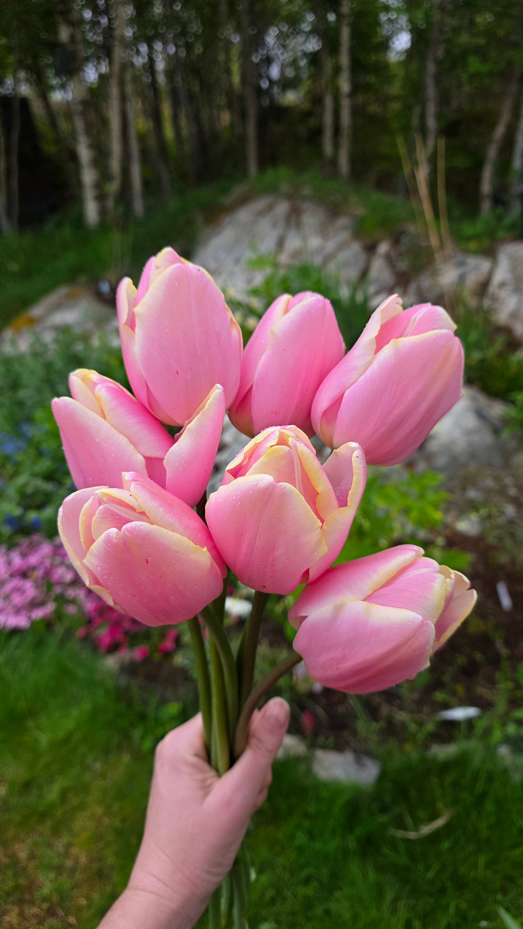 Tulipan Mango Charm