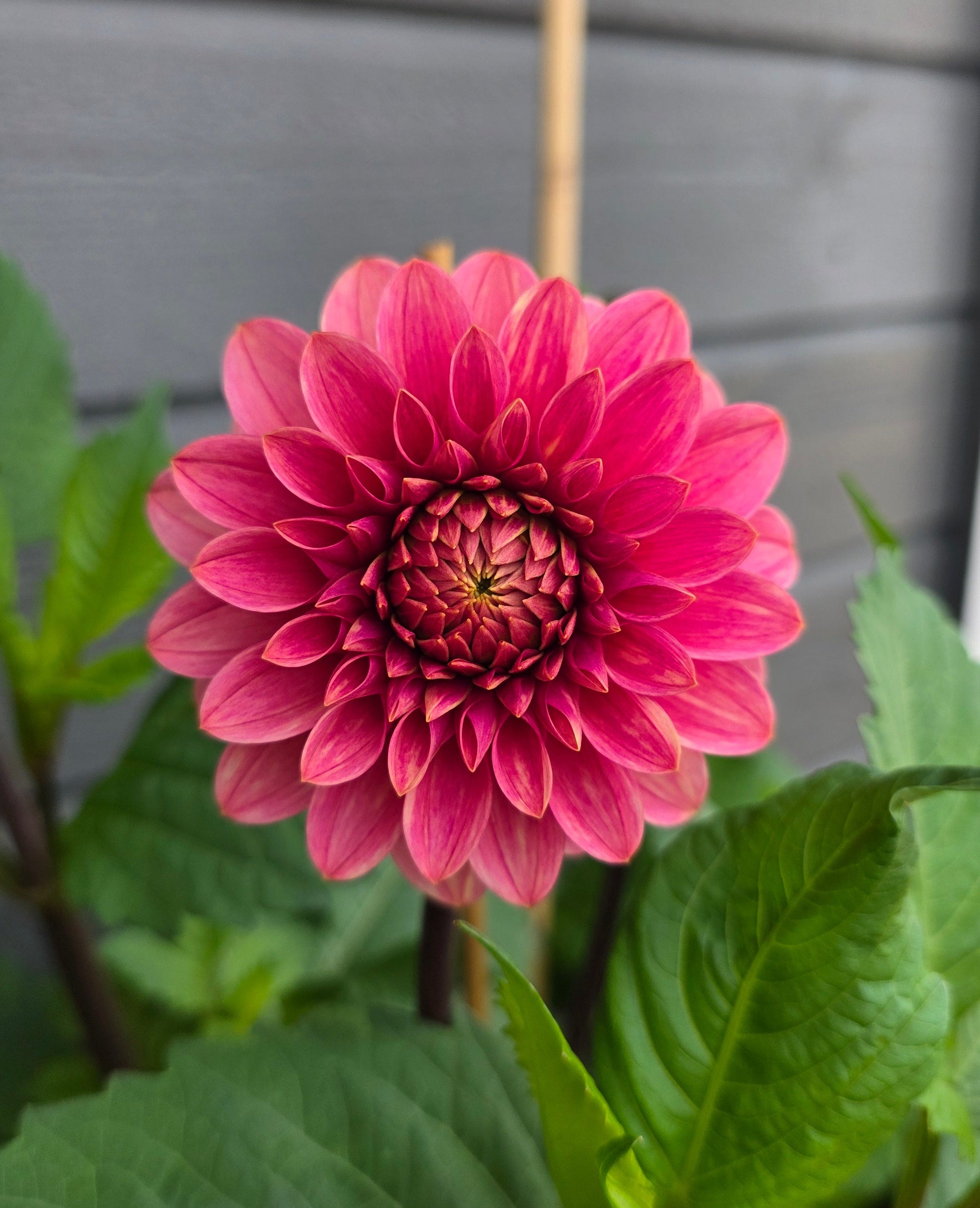 Dahlia KA's® Rosie Jo