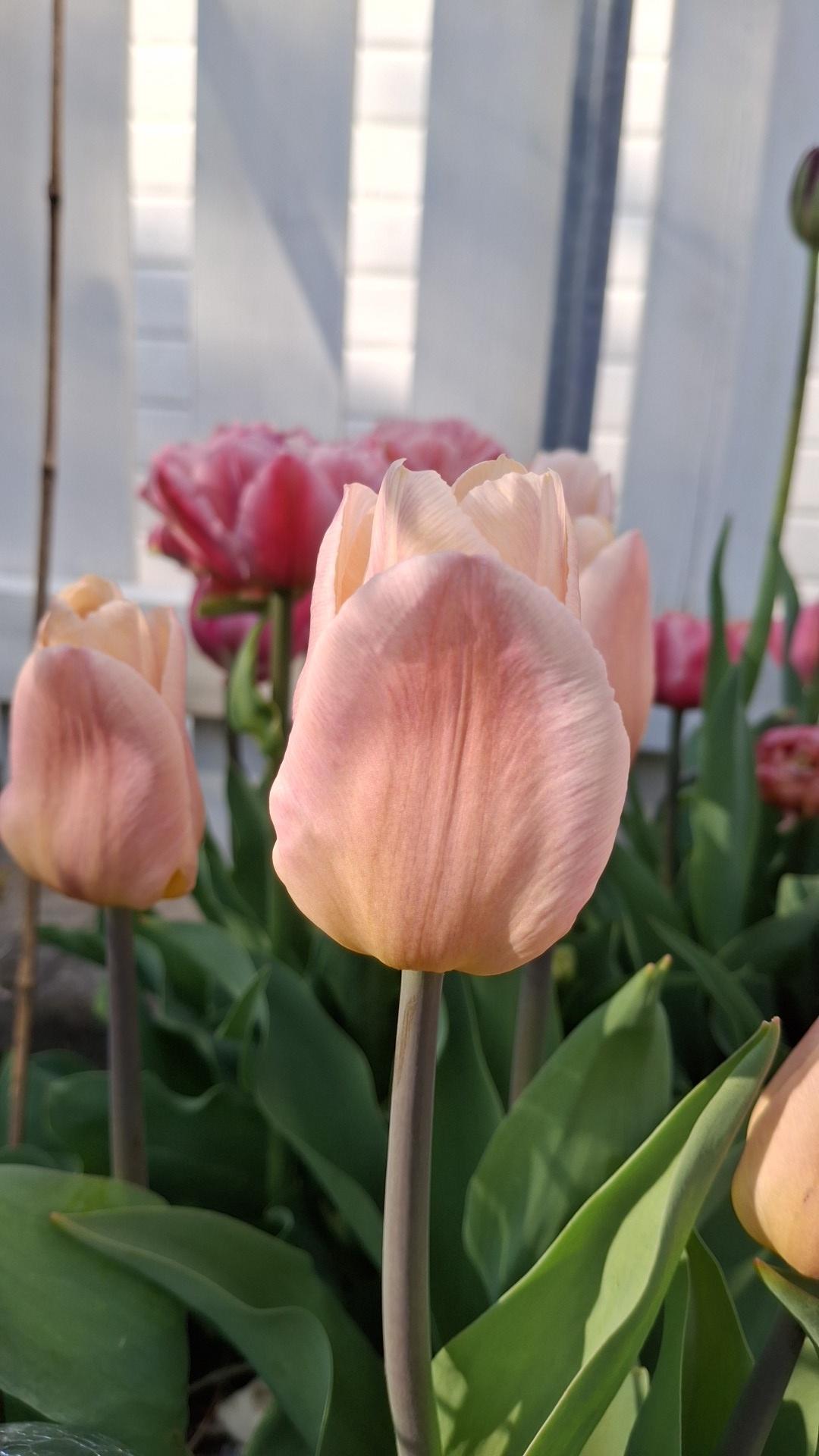Tulipan Apricot Copex
