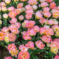 Tulipan Password