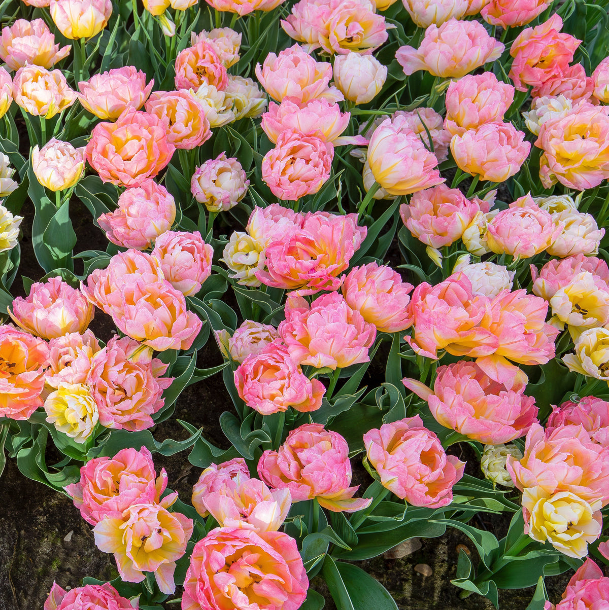 Tulipan Password