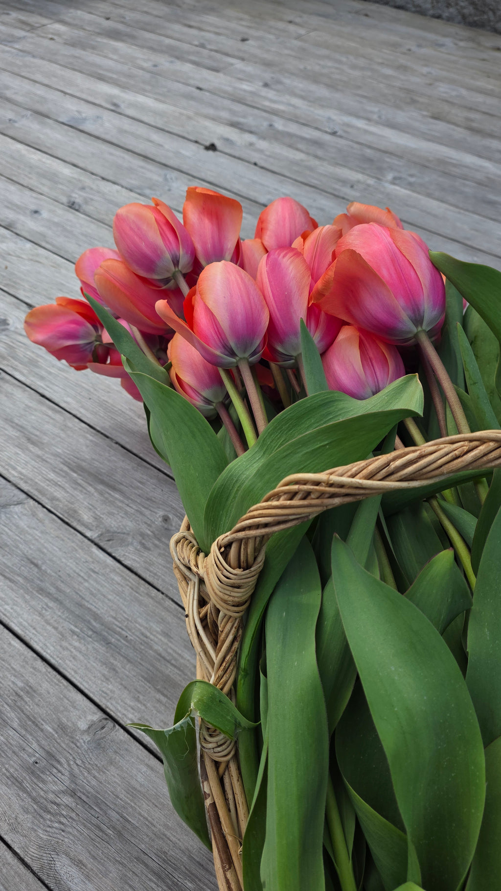 Tulipan Apricot Impression