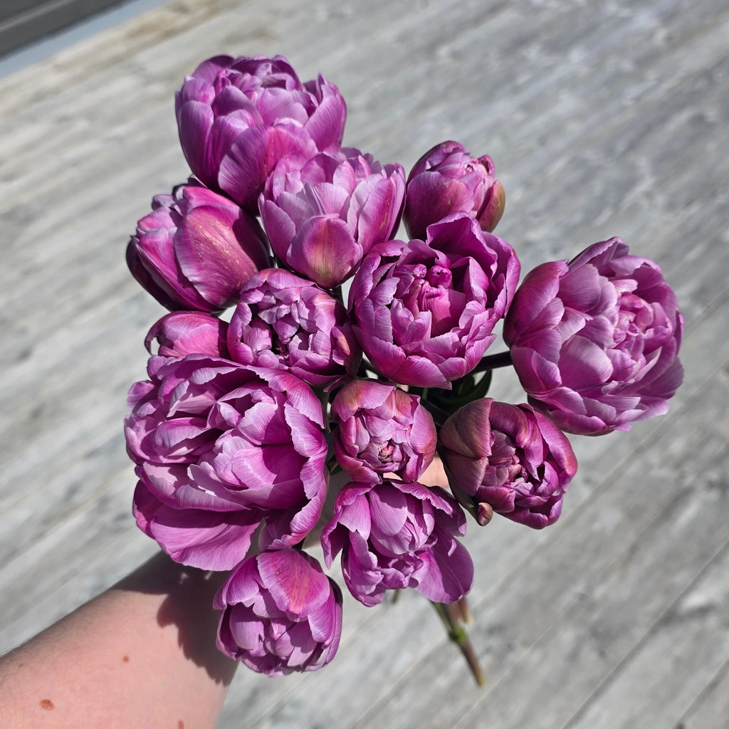Tulipan Blue Diamond