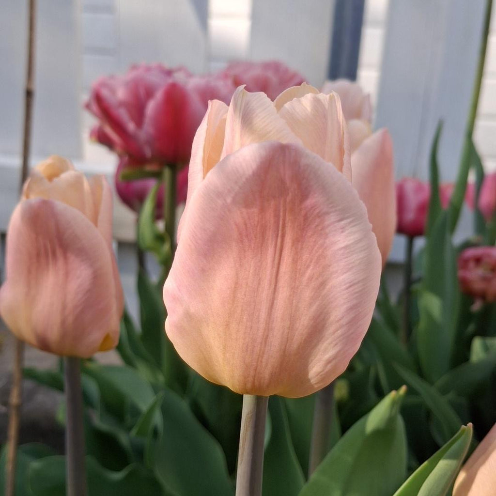 Tulipan Apricot Copex