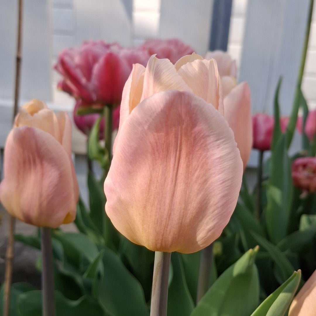 Tulipan Apricot Copex