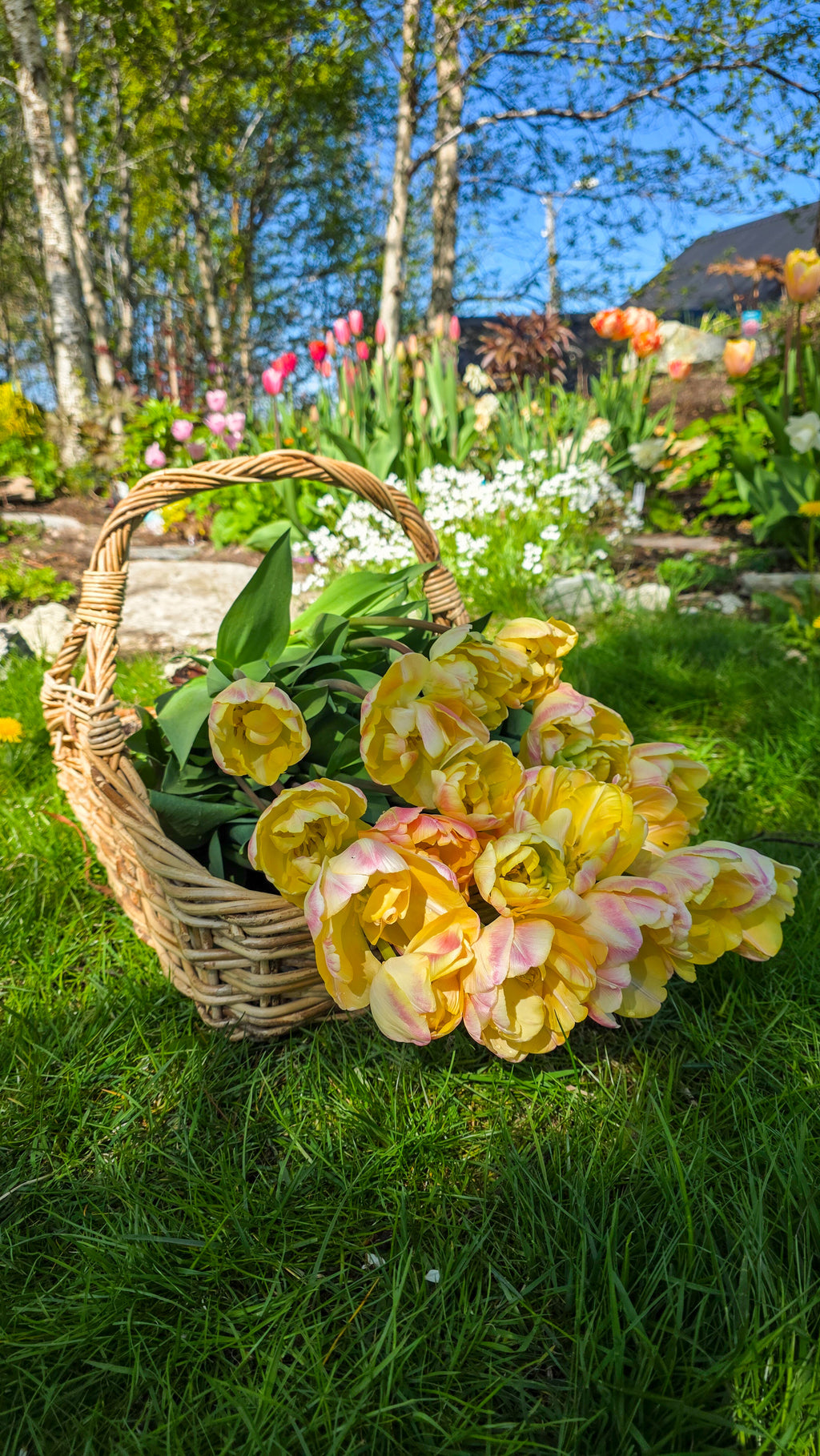 Tulipan Creme Upstar