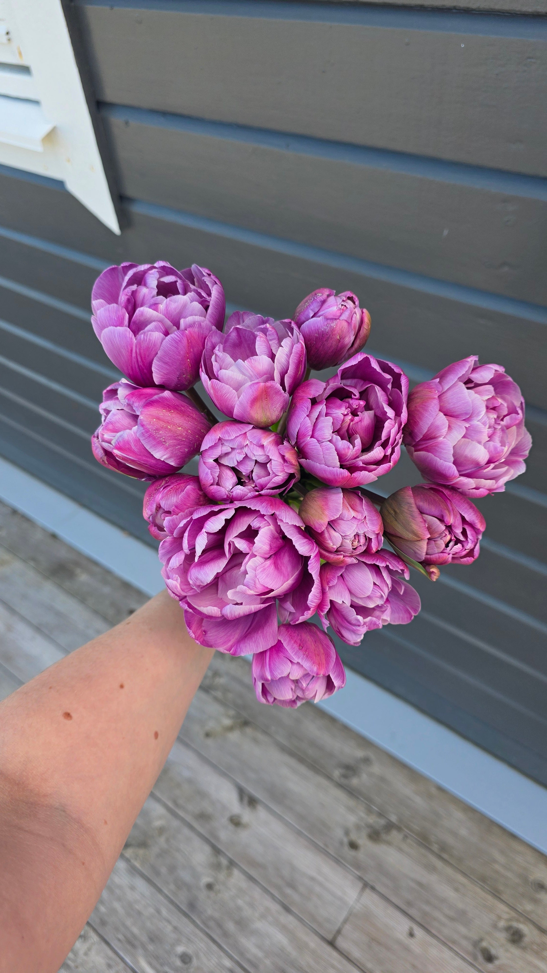 Tulipan Blue Diamond