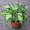 Staude - Hosta Golden Meadows