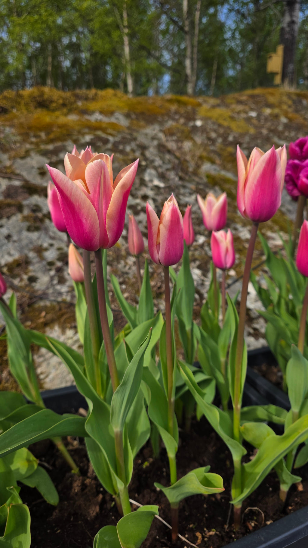 Tulipan Sanne