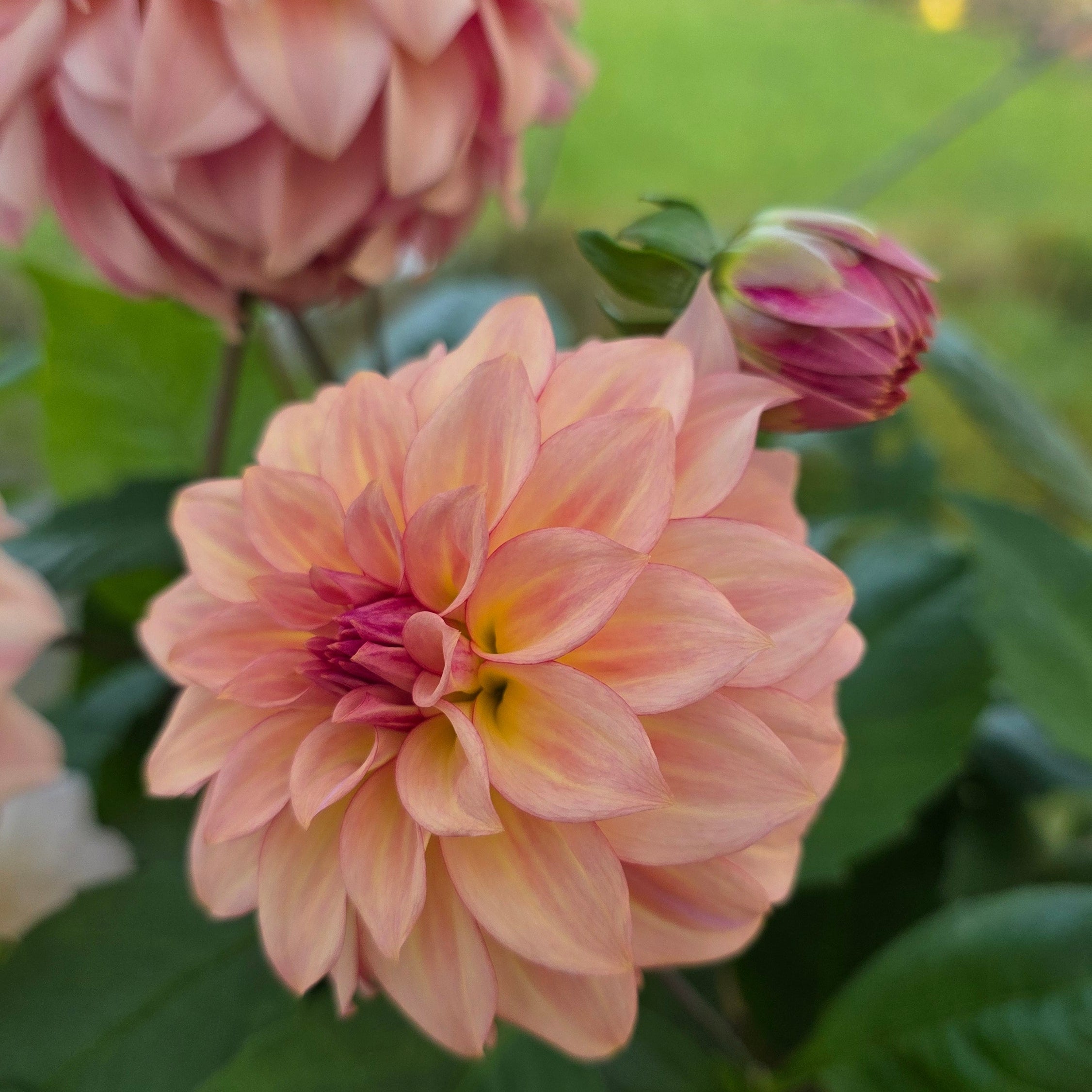 Dahlia KA's® Mocha Katie