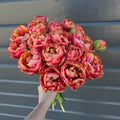 Tulipan Copper Image