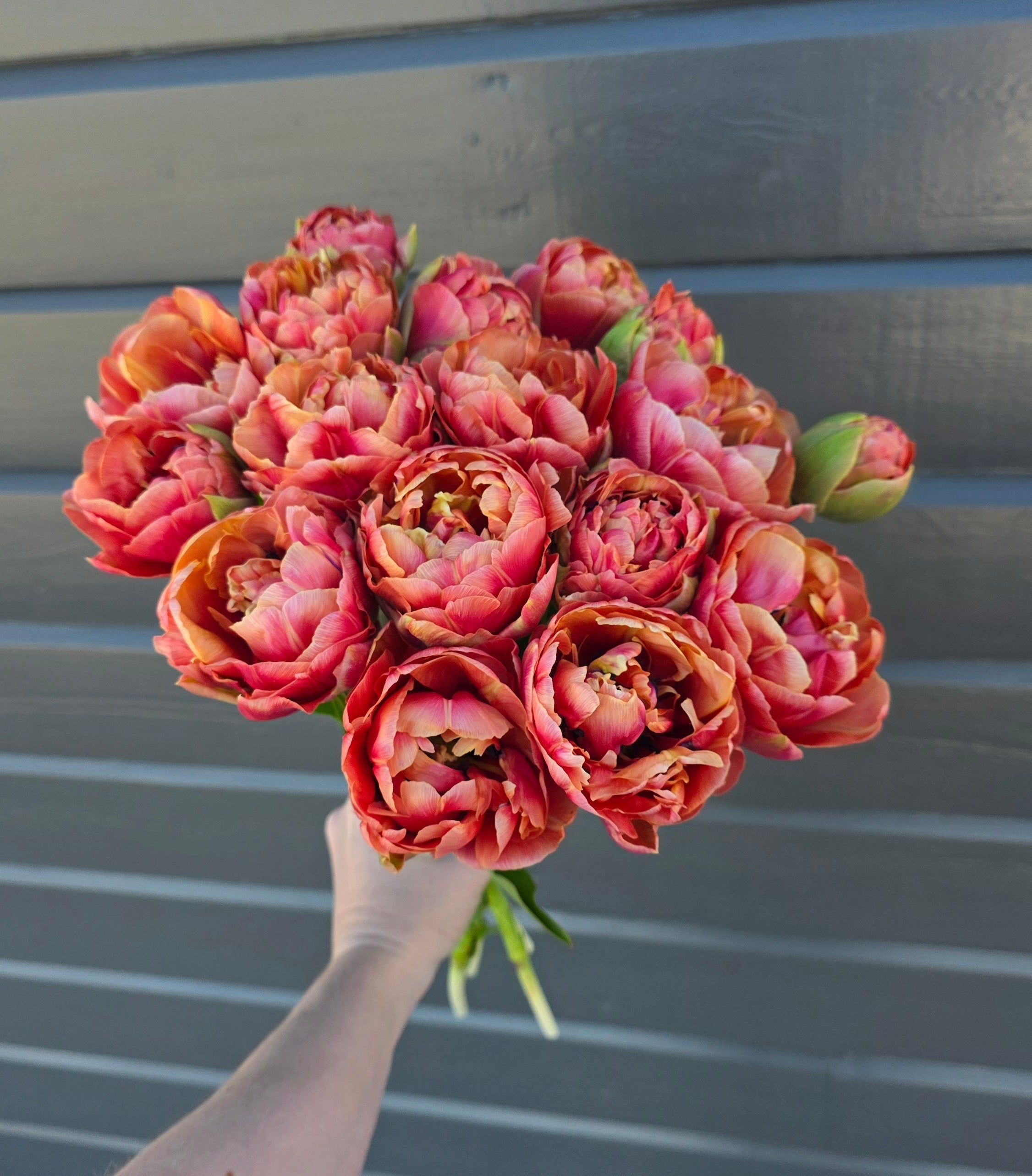Tulipan Copper Image