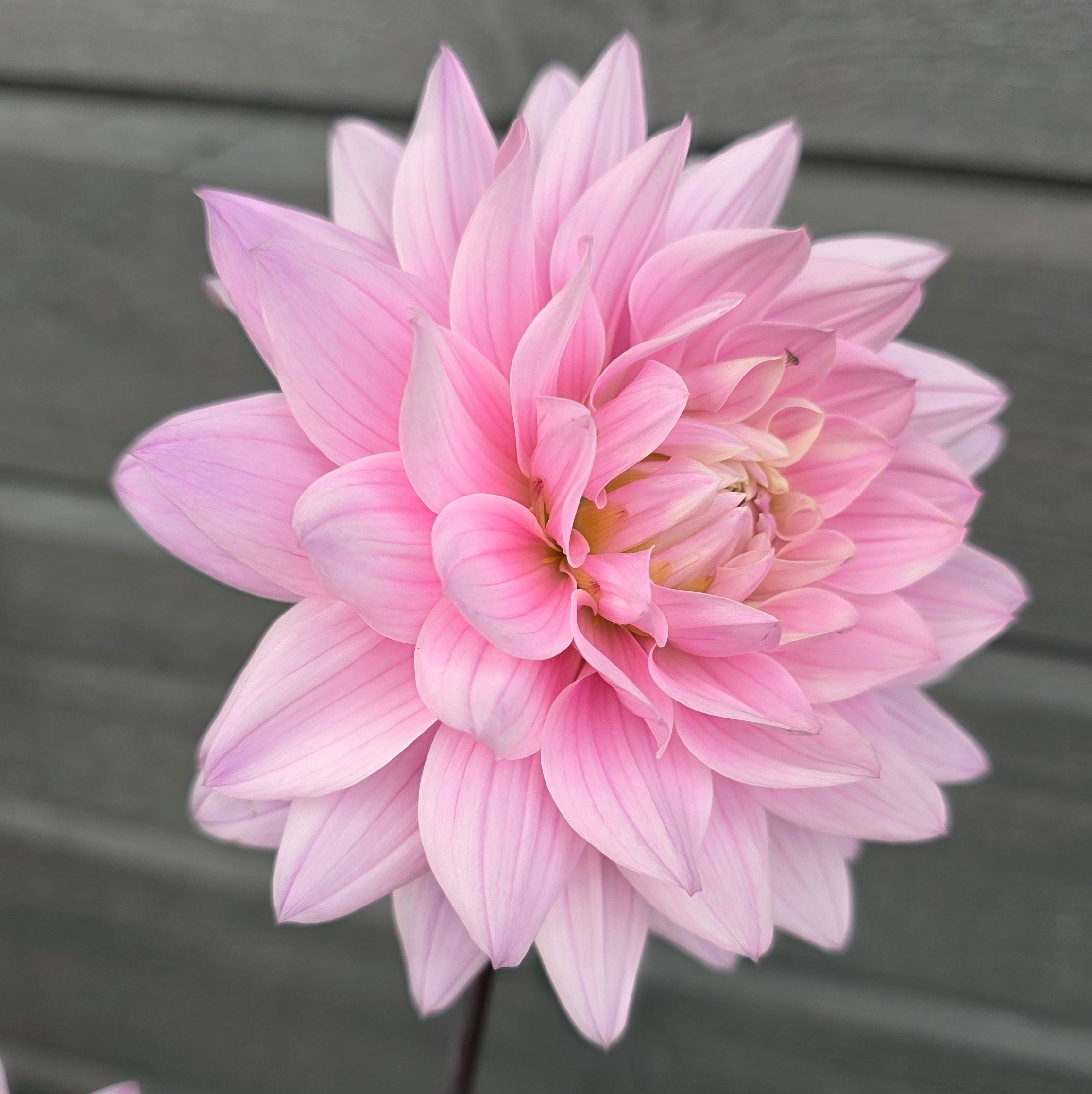 Dahlia Stikling Karma Prospero