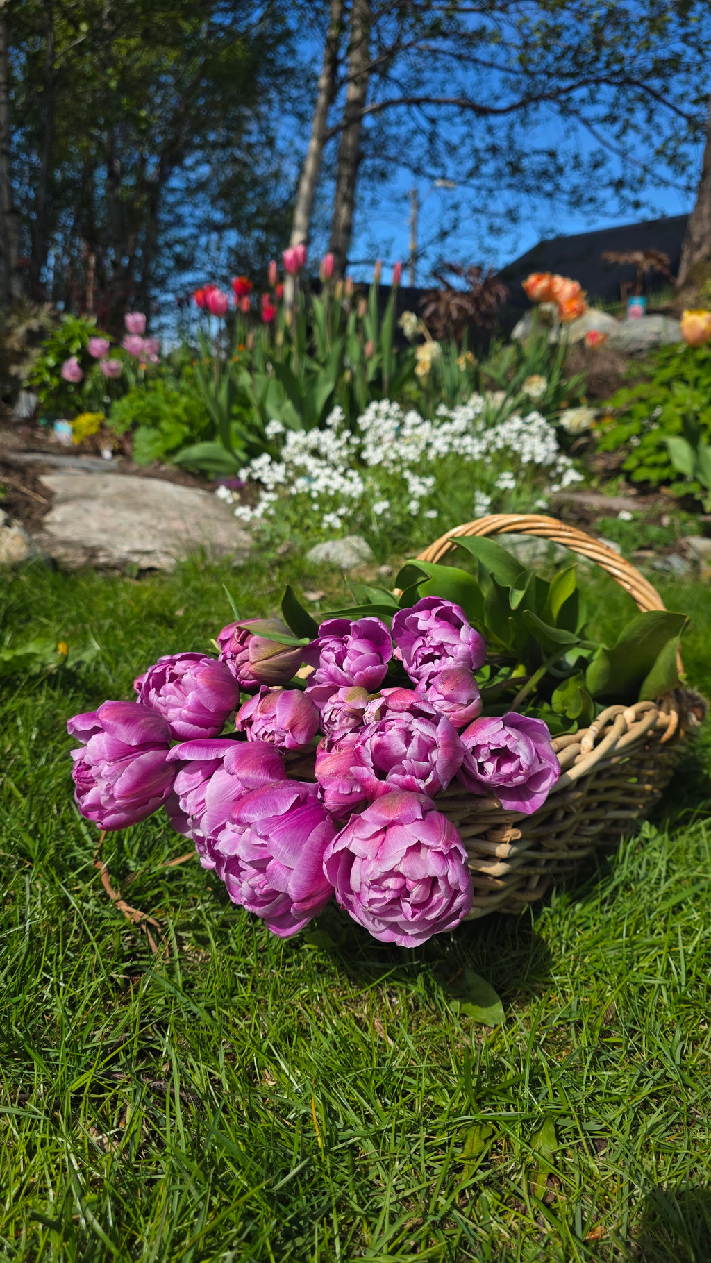 Tulipan Blue Diamond
