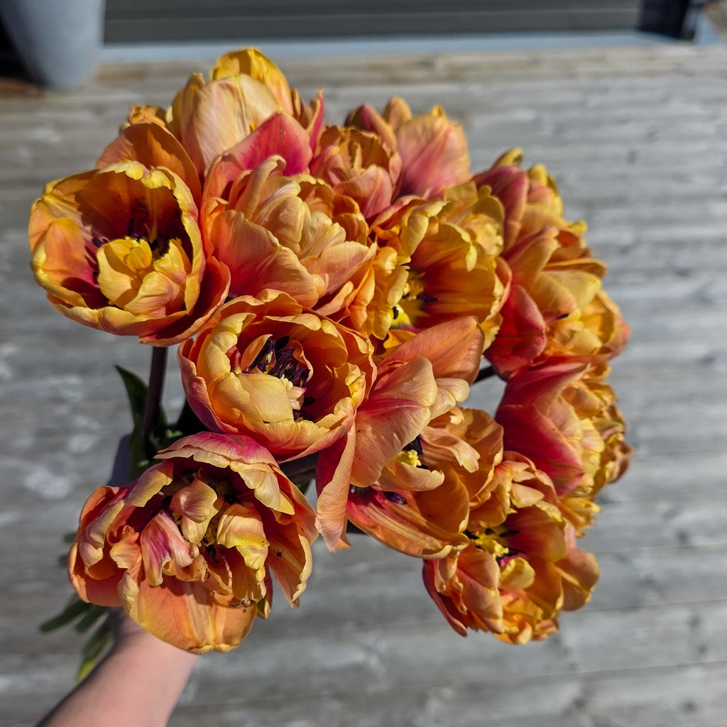 Tulipan La Belle Epoque