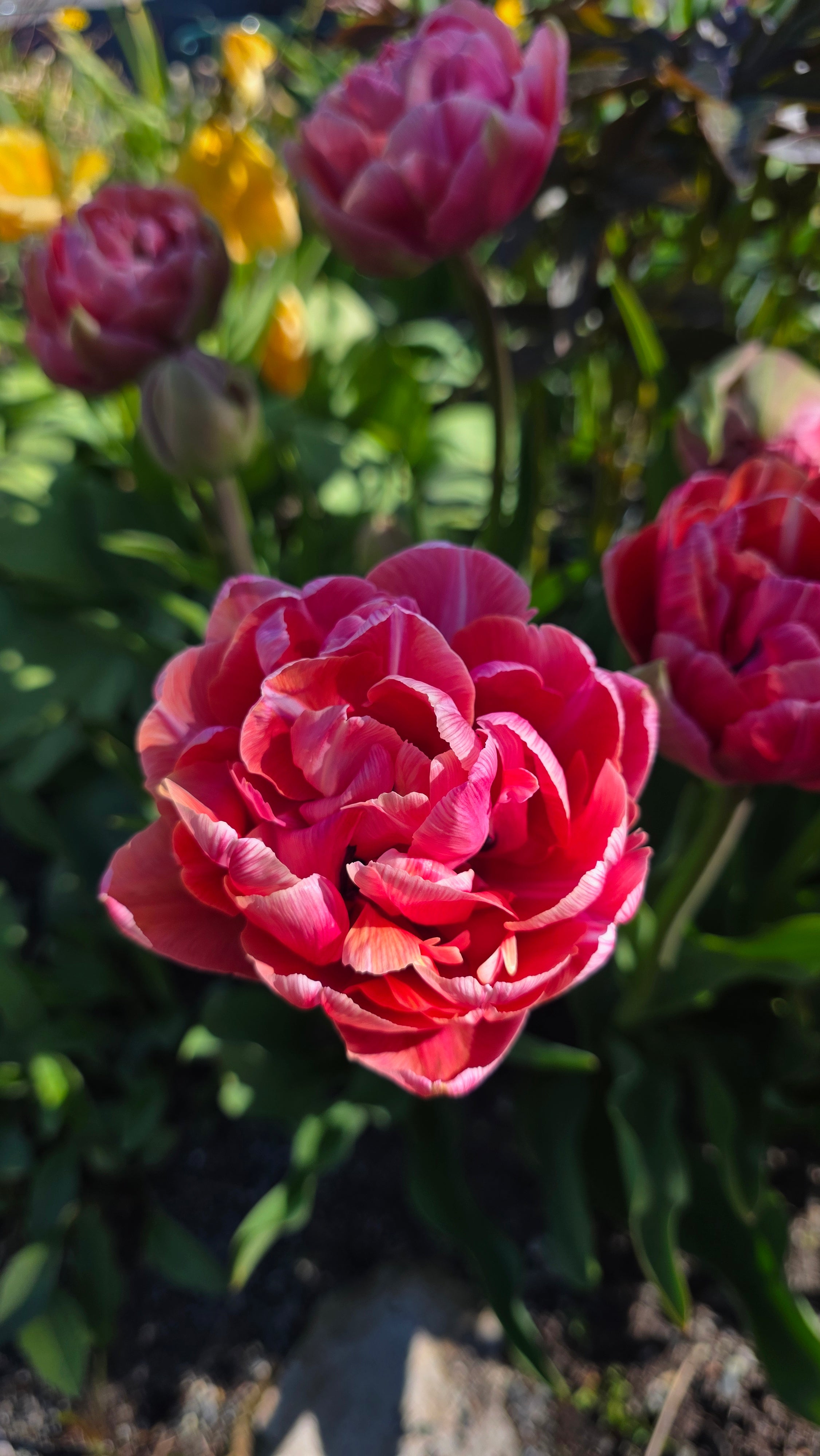 Tulipan Amazing Grace