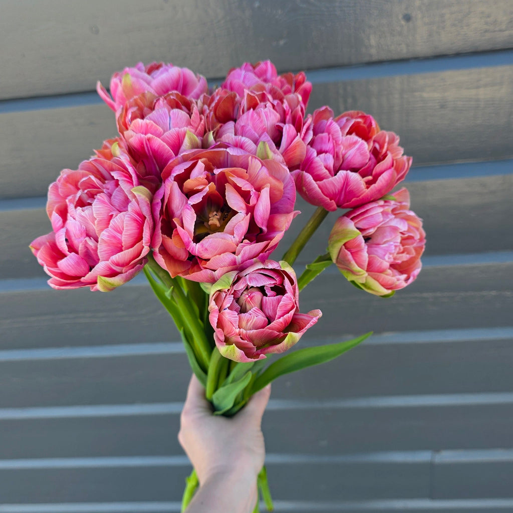 Tulipan Amazing Grace